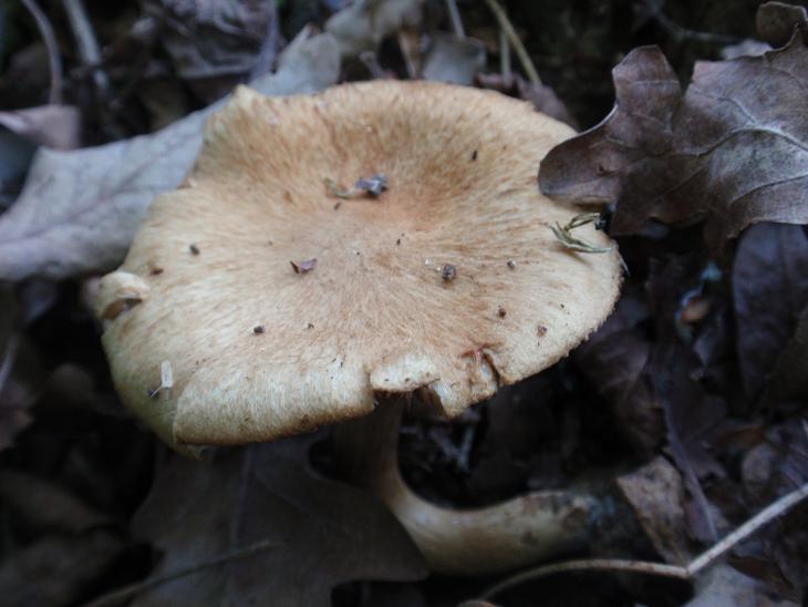 Funghi dalle colline astigiane 4