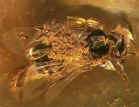 LORCHIDEA CHE VISSE TRA I DINOSAURI