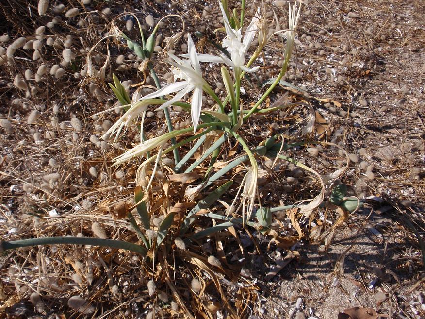 Pancratium maritimum  / Giglio di mare