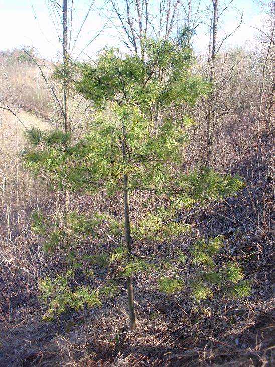 Pinetto 2 da determinare - Pinus cfr.strobus