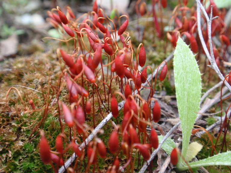 Muschio con sporofiti rossi