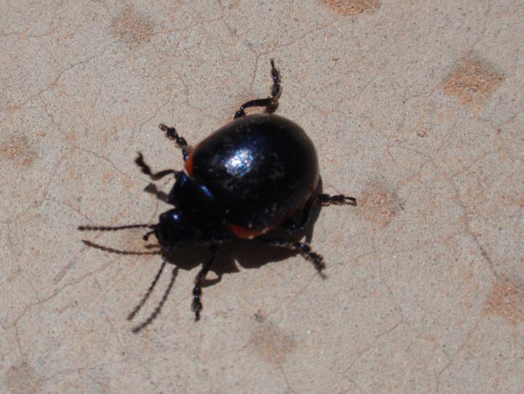 Coleottero nero con bordo rosso: Chrysolina rossia