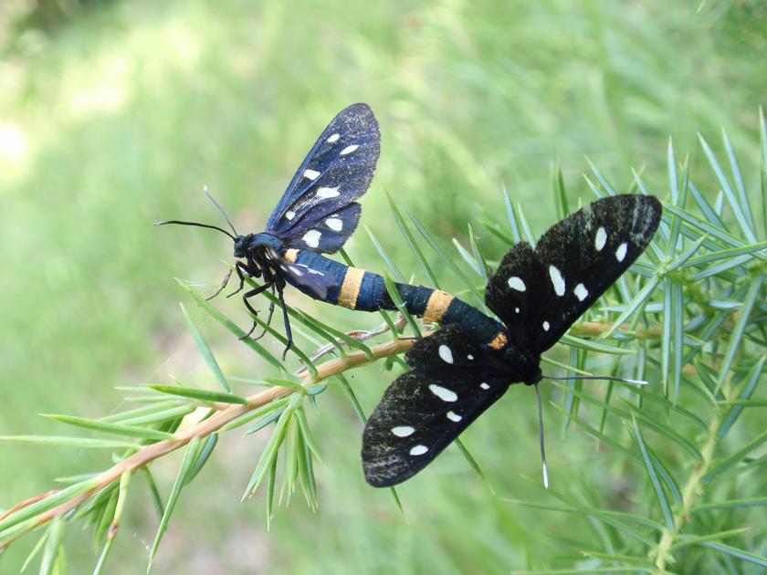 Accoppiamento Amata phegea