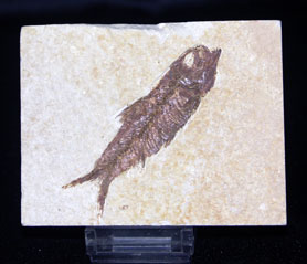 Fossile?