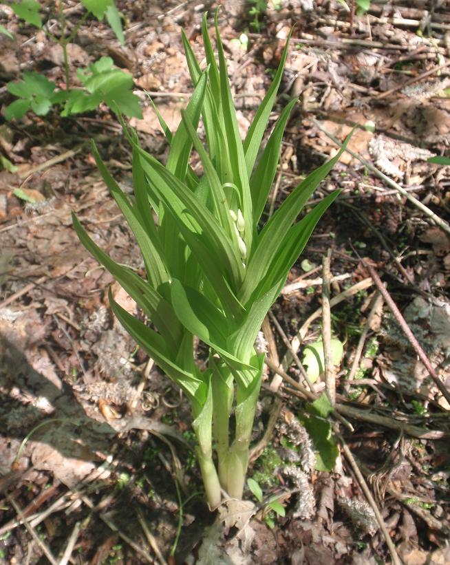 Cephalanthera longifolia / Cefalantera maggiore