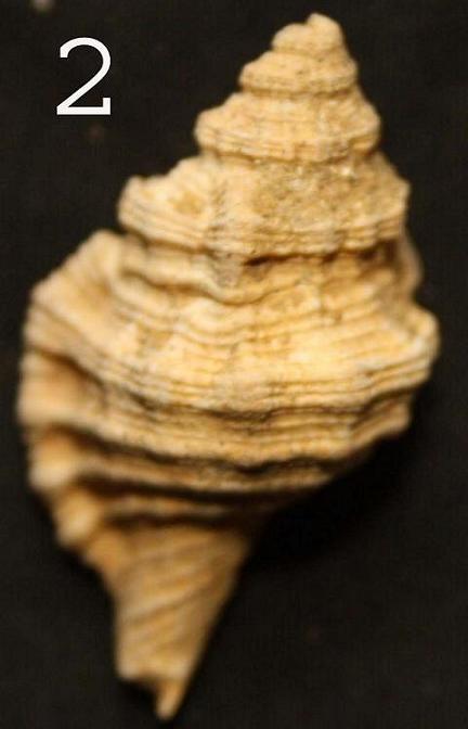 id gasteropode 02