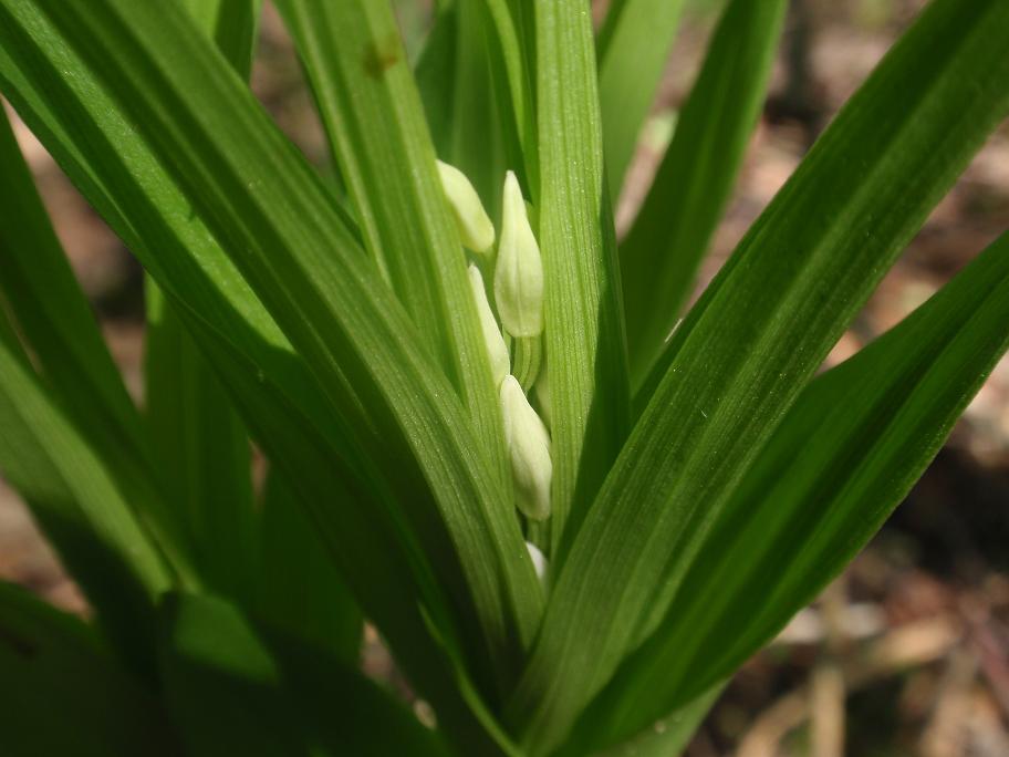 Cephalanthera longifolia / Cefalantera maggiore
