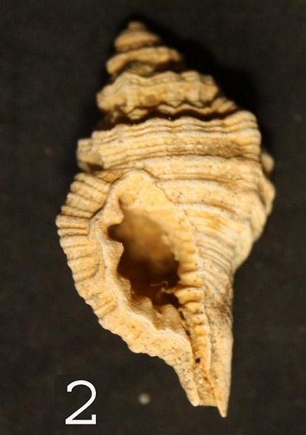id gasteropode 02