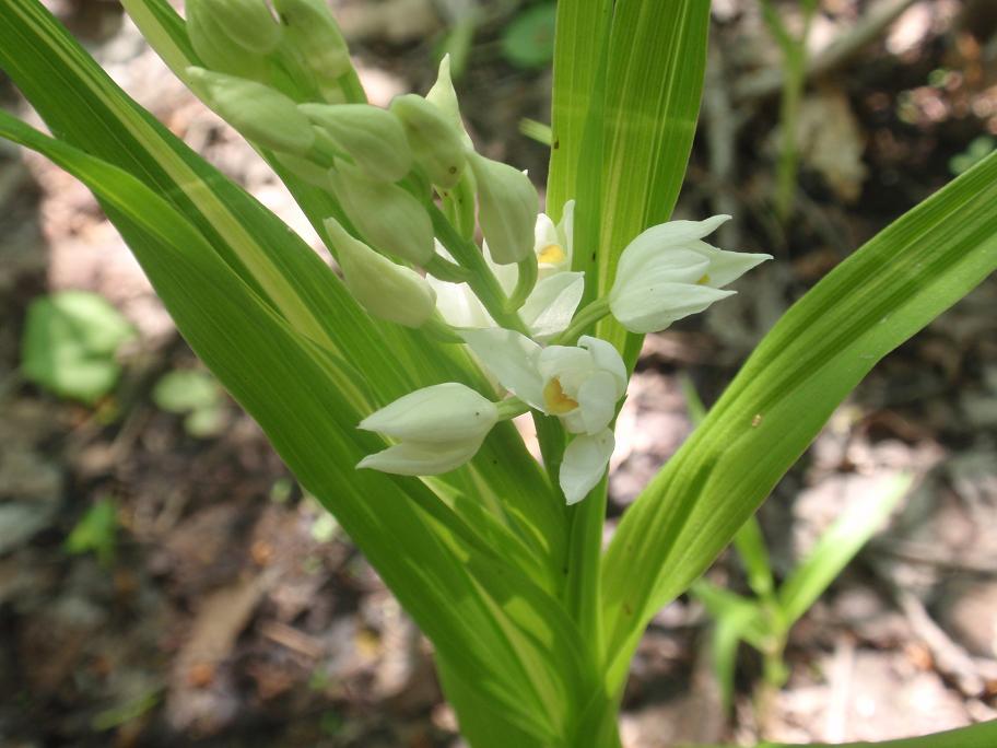 Cephalanthera longifolia / Cefalantera maggiore