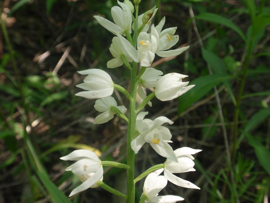 Cephalanthera longifolia / Cefalantera maggiore