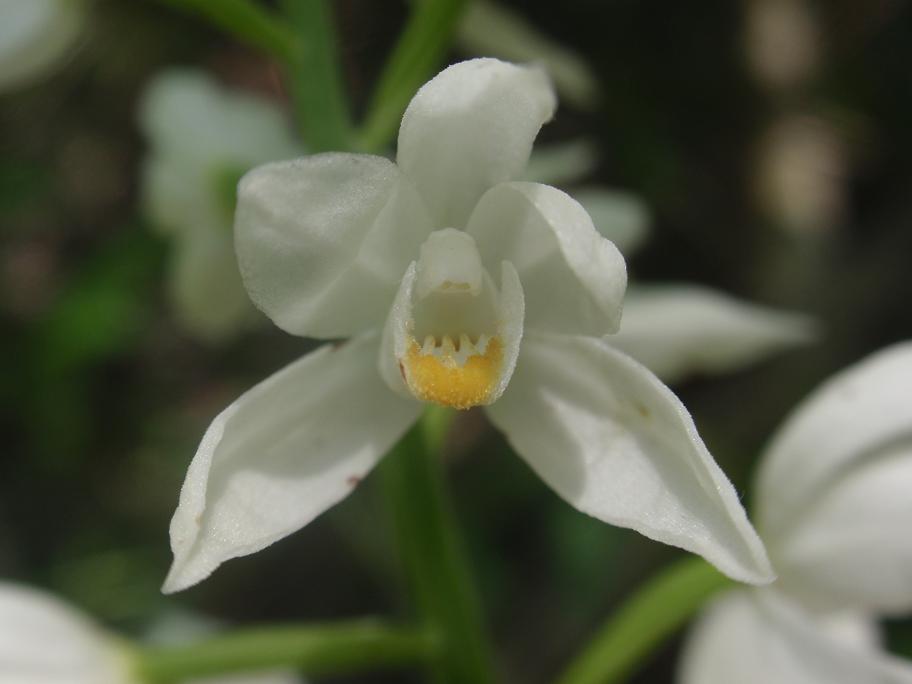 Cephalanthera longifolia / Cefalantera maggiore