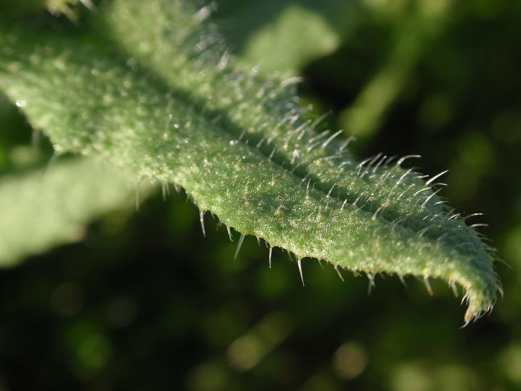 DALLE COLLINE ASTIGIANE:  Anchusa sp... ?