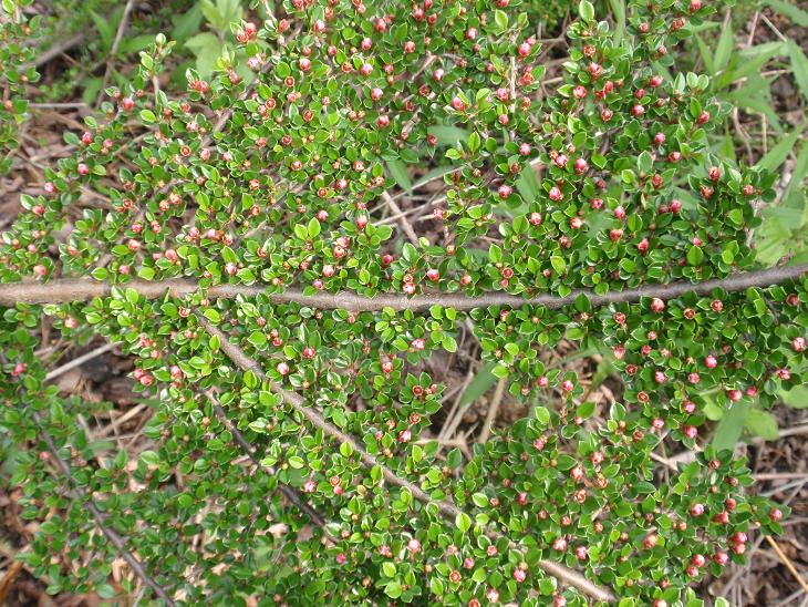 Cotoneaster apiculata ??
