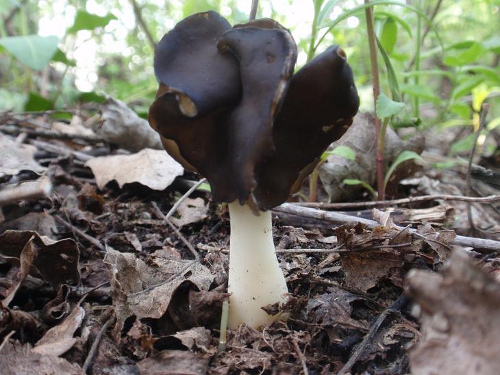 Colline astigiane: Helvella monachella