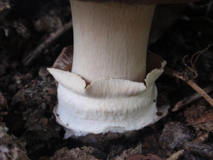 Funghi dalle colline astigiane: Agaricus bitorquis?