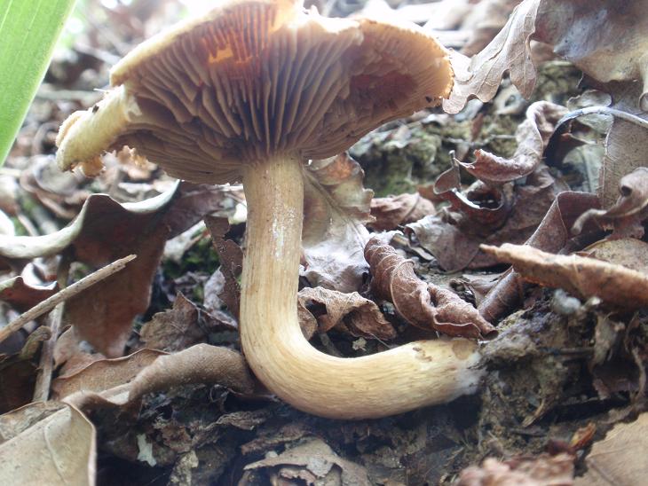 Funghi dalle colline astigiane 4