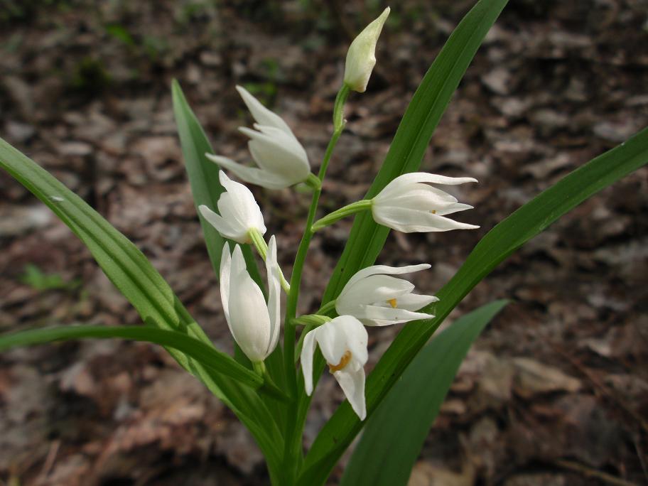 Cephalanthera longifolia con foglie bicromatiche