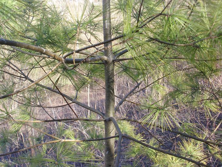 Pinetto 2 da determinare - Pinus cfr.strobus