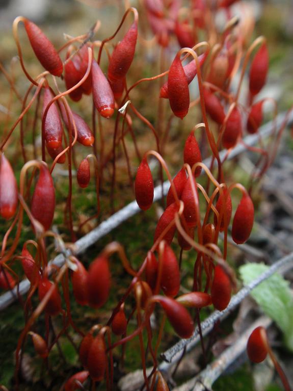 Muschio con sporofiti rossi