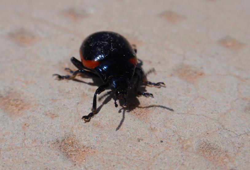 Coleottero nero con bordo rosso: Chrysolina rossia