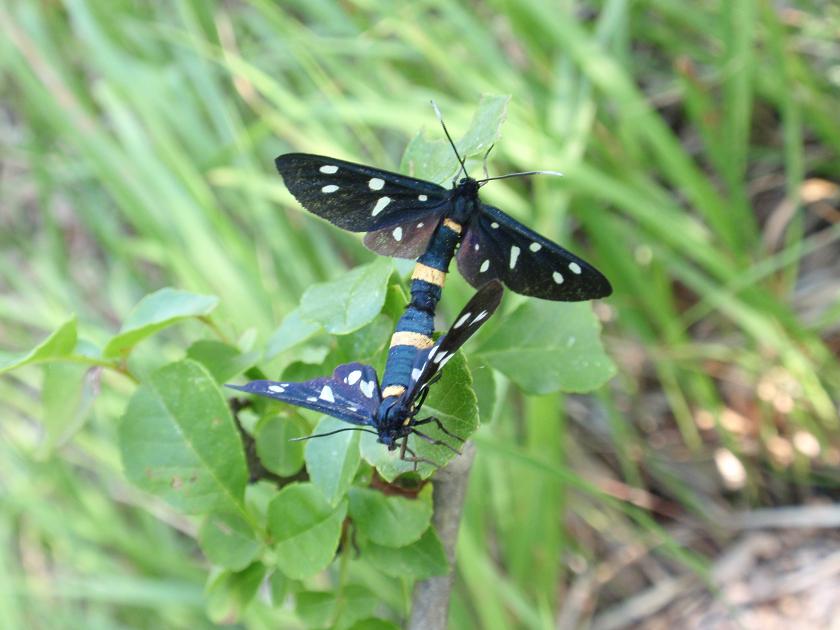 Accoppiamento Amata phegea