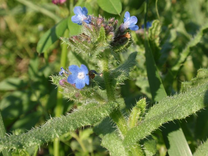 DALLE COLLINE ASTIGIANE:  Anchusa sp... ?