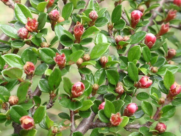 Cotoneaster apiculata ??
