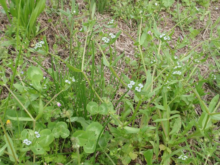 Fiori astigiani: Valerianella sp. & Buglossoides arvensis