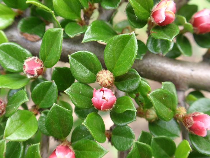 Cotoneaster apiculata ??