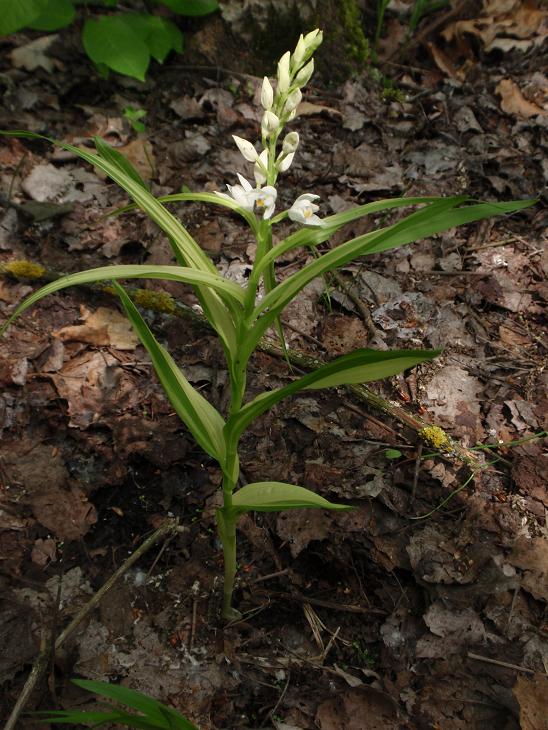 Cephalanthera longifolia con foglie bicromatiche