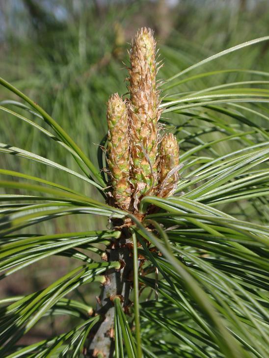 Pinetto 2 da determinare - Pinus cfr.strobus