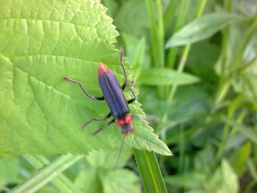 Coleottero da identificare: Cantharis fusca