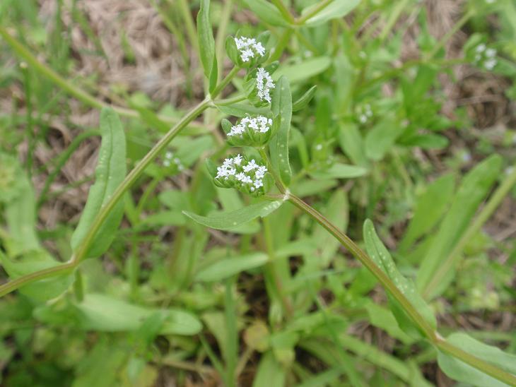 Fiori astigiani: Valerianella sp. & Buglossoides arvensis
