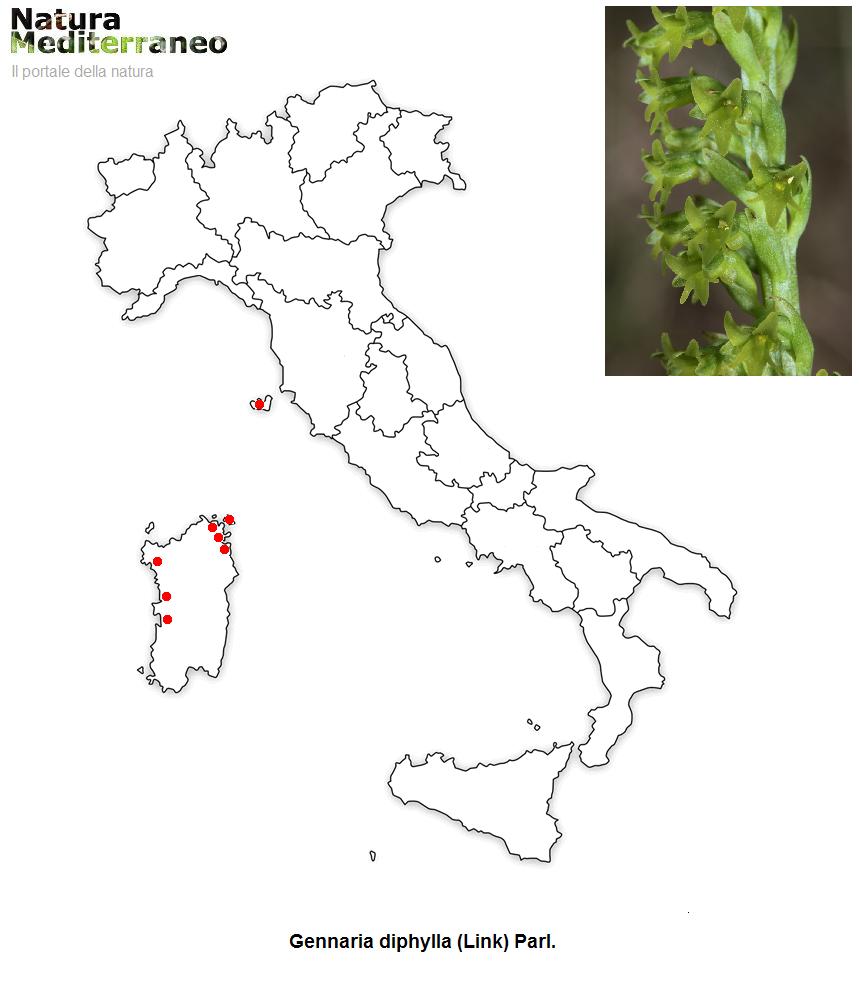 MAPPE DI DISTRIBUZIONE ORCHIDEE SPONTANEE - Prima parte