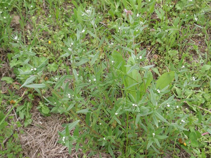 Fiori astigiani: Valerianella sp. & Buglossoides arvensis