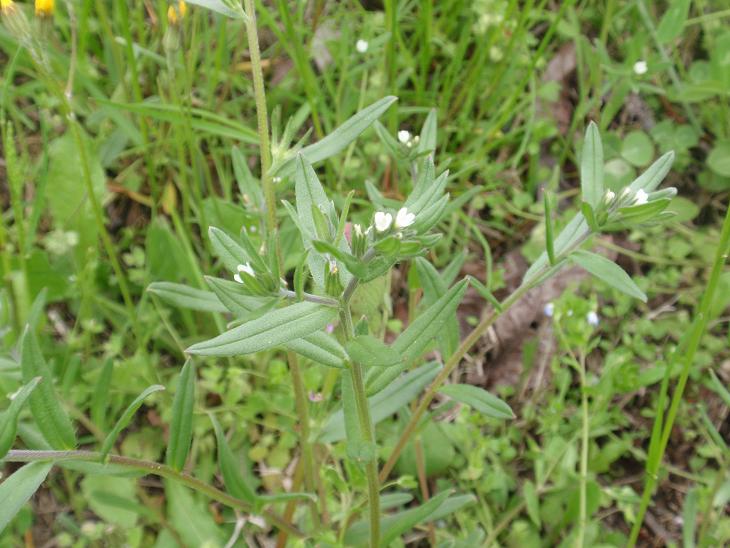 Fiori astigiani: Valerianella sp. & Buglossoides arvensis