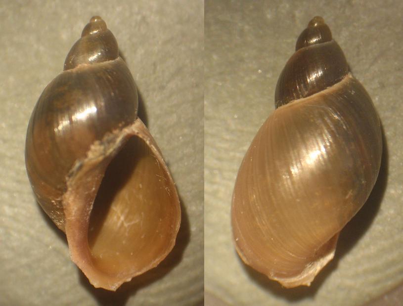 Gasteropode dulciacquicolo astigiano