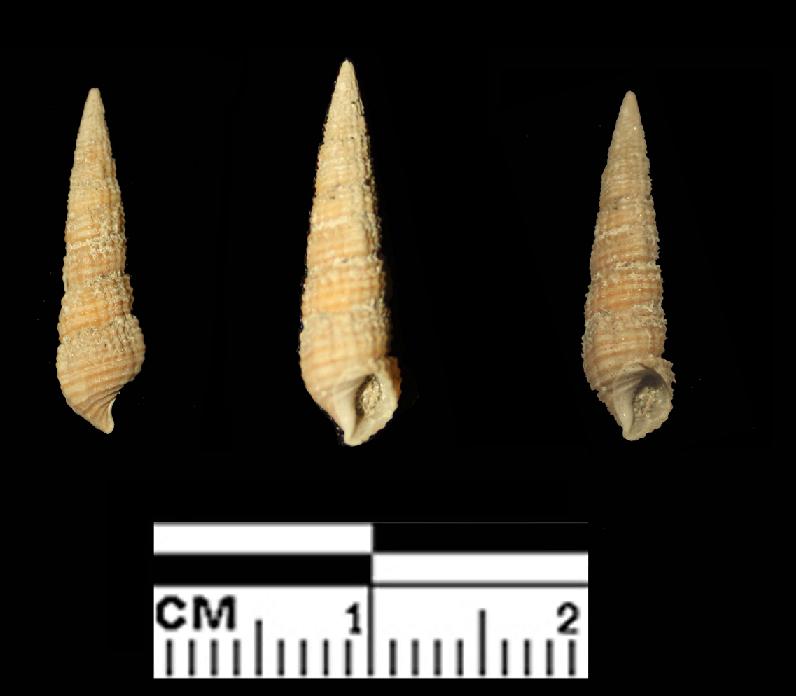 Bittium latreillii (Payraudeau, 1826) - Pliocene