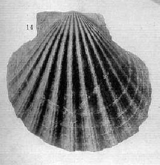 Id pecten