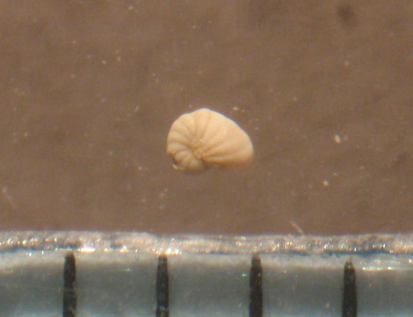 Dal mio primo lavaggio di sedimento