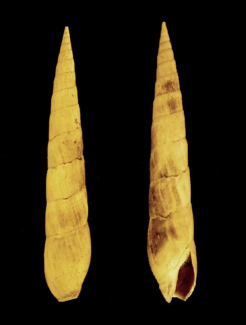 Hastula farinesi (Fontannes, 1881) - Pliocene - Toscana