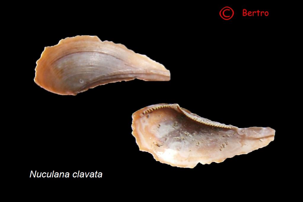 Nuculana clavata (Calcara, 1841)   Pliocene - Rio Torsero