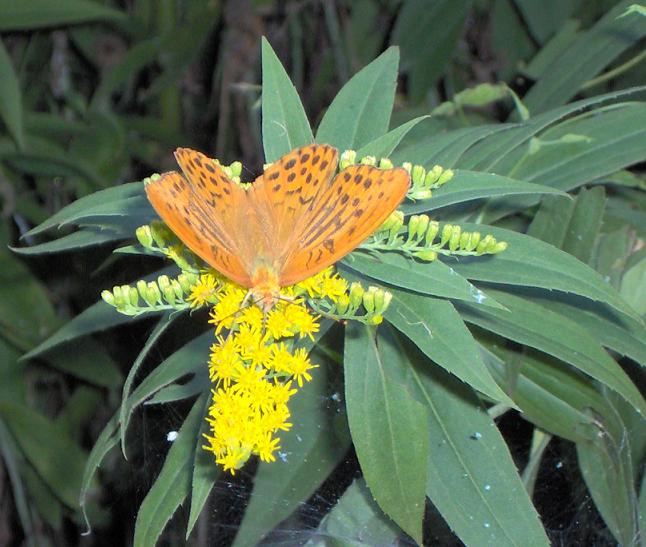 Identificazione - Argynnis (Argynnis) paphia