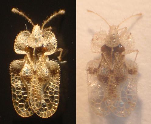 Tingidae: Corythuca arcuata dell''Astigiano