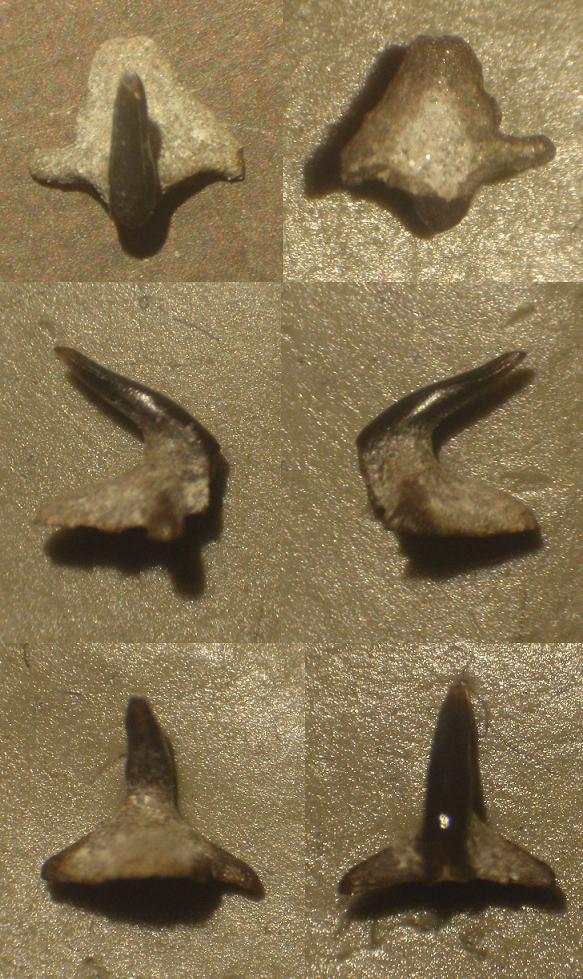 Dentini di squalo pliocenici