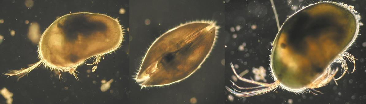 Ostracoda fossili