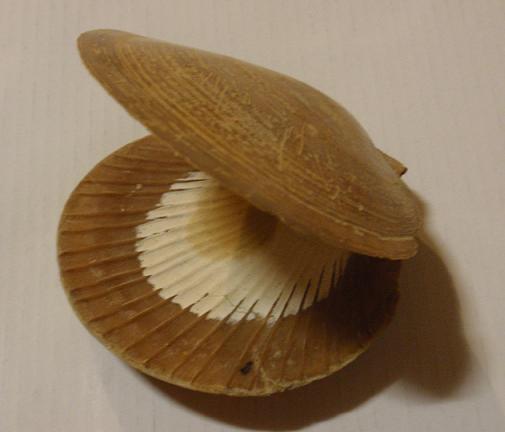 Simone, non mi sono dimenticato!   (Amusium cristatum)
