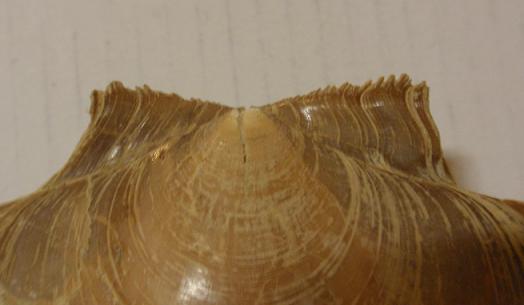 Simone, non mi sono dimenticato!   (Amusium cristatum)
