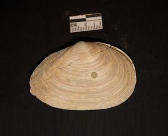 Tellina planata (Linn, 1758) - Pliocene