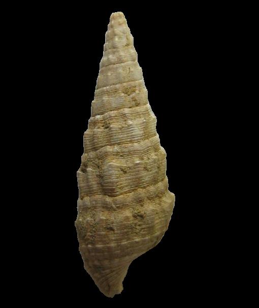 Cerithium varicosum (Brocchi, 1814) - Pliocene